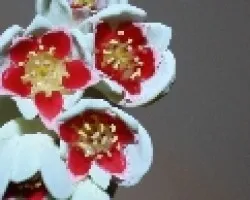 Pachyphytum oviferum