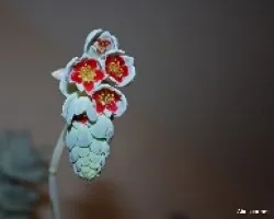 Pachyphytum oviferum
