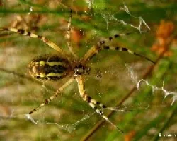 araña tigre (Argiope bruennichi), 