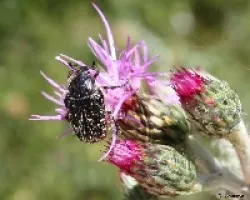 Bichitos