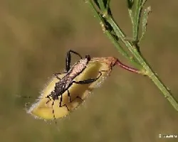 Bichitos