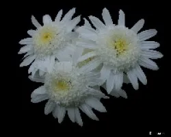 Chrysanthemum morifolium