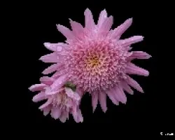 Chrysanthemum morifolium