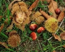 Frutos de otoño