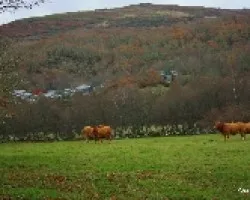 El campo gallego