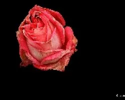 Los últimos días de una rosa