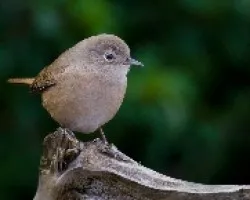 Chercan (Troglodytes musculus chilensis )