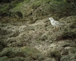 Charadrius Melodus