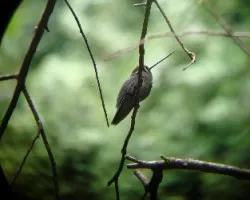 gree fronted lance bill