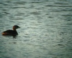 pied billed greebe