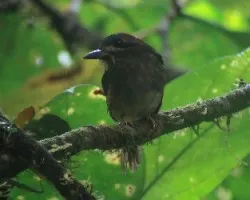 tody motmot