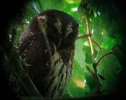 mottled owl