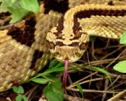 Neotropical Ratlesnake