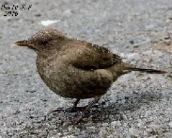 Turdus plebejus
