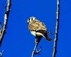 krestel americano hembra