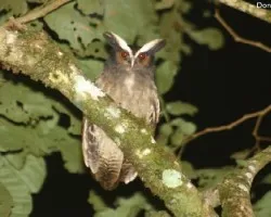 Crested Owl