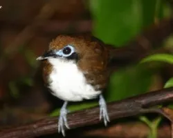Bicolored Antbird 