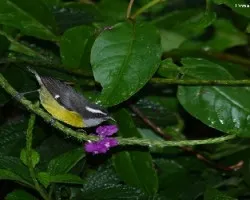 Bananaquit