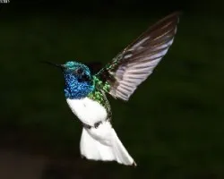 White necked Jacobin 