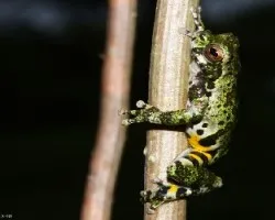 Isthmohyla lancasteri 2