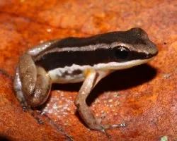 Allobates talamancae