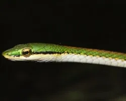 Leptophis nebulosus 