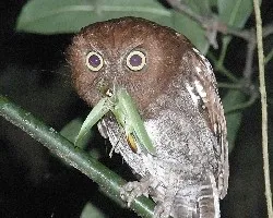 Vermiculated Screech Owl