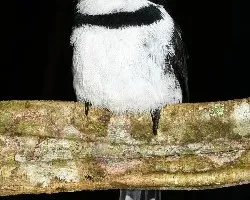Pied Puffbird