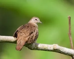 Ruddy Ground-Dove