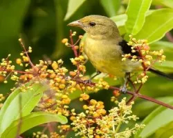 Scarlet Tanager 