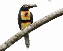 Collared Aracari