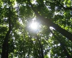 Transparencia del árbol