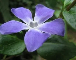 Vinca mayor