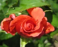rosa