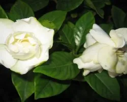 gardenia