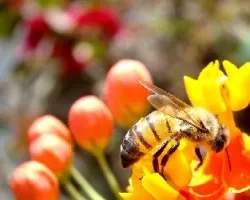 Abeja trabajadora comun