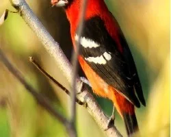 Pajarillo Rojo