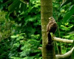 Gavilan Takalik Abaj