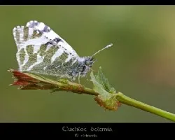 Euchloe belemia