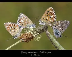 Polyommatus bellargus