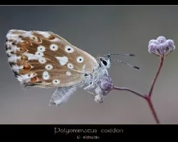 Polyommatus coridon hembra