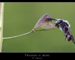 Hincando el diente...