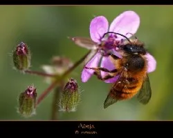Abeja