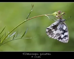 Melanargia galathea