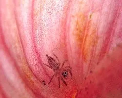 Anturio rosado... y una aranita