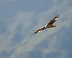 Milano en vuelo 1
