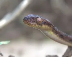 Leptodeira septentrionalis