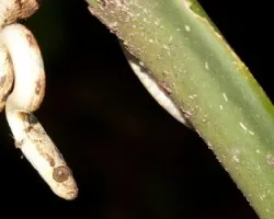Leptodeira sp.
