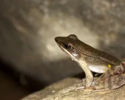 Lithobates warszewitschii