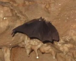 muercielago 